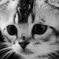 Денис Литовченко | Тамбов