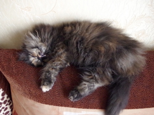 Кошки в нашей жизни. Кошки и все, что с ними связано.