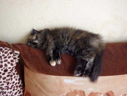 Кошки в нашей жизни. Кошки и все, что с ними связано.