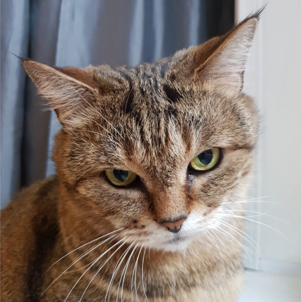 Котик летаев белый