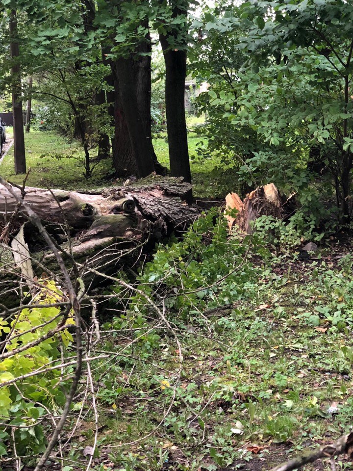 Штормовой ветер в Петербурге повалил десятки деревьев и дорожных знаков (фото)