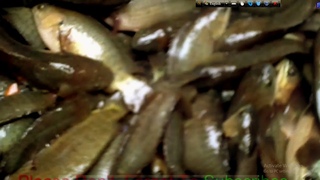 Vietnam koi fish climbing perch packaging counting transporting