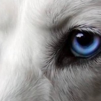 Дарья Дашкова |