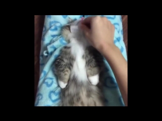 FUNNY ANIMALS COMPILATION 28 ││ Any Rubbish