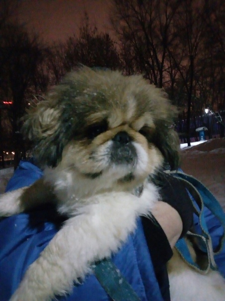 Найдена собака! 
Вечером 15 февраля в парке Ульяновых найде