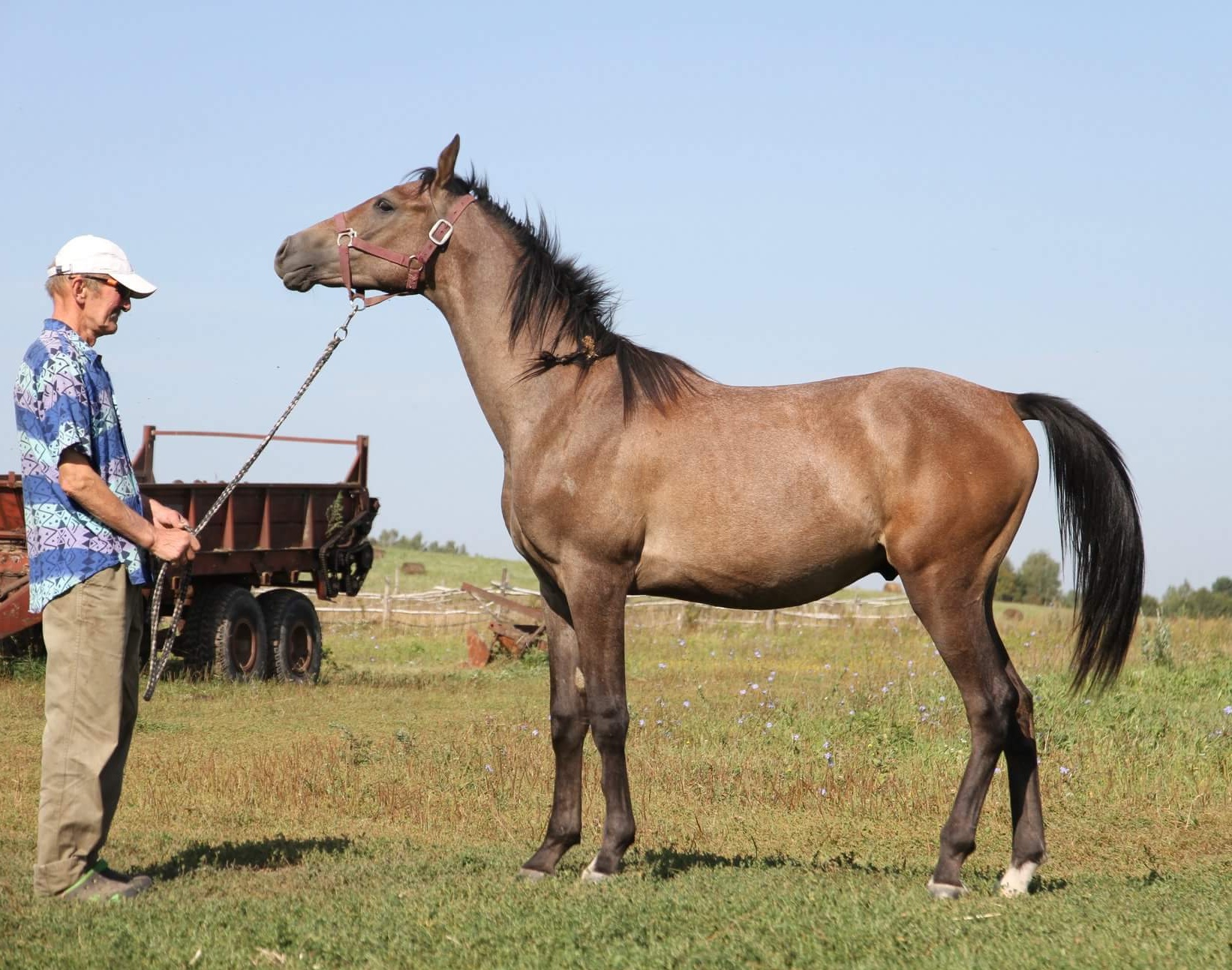 лошадь на базаре. авито лошади астраханская. авито лошади астраханская. гнедой мерин. орлово рысистая помесь.