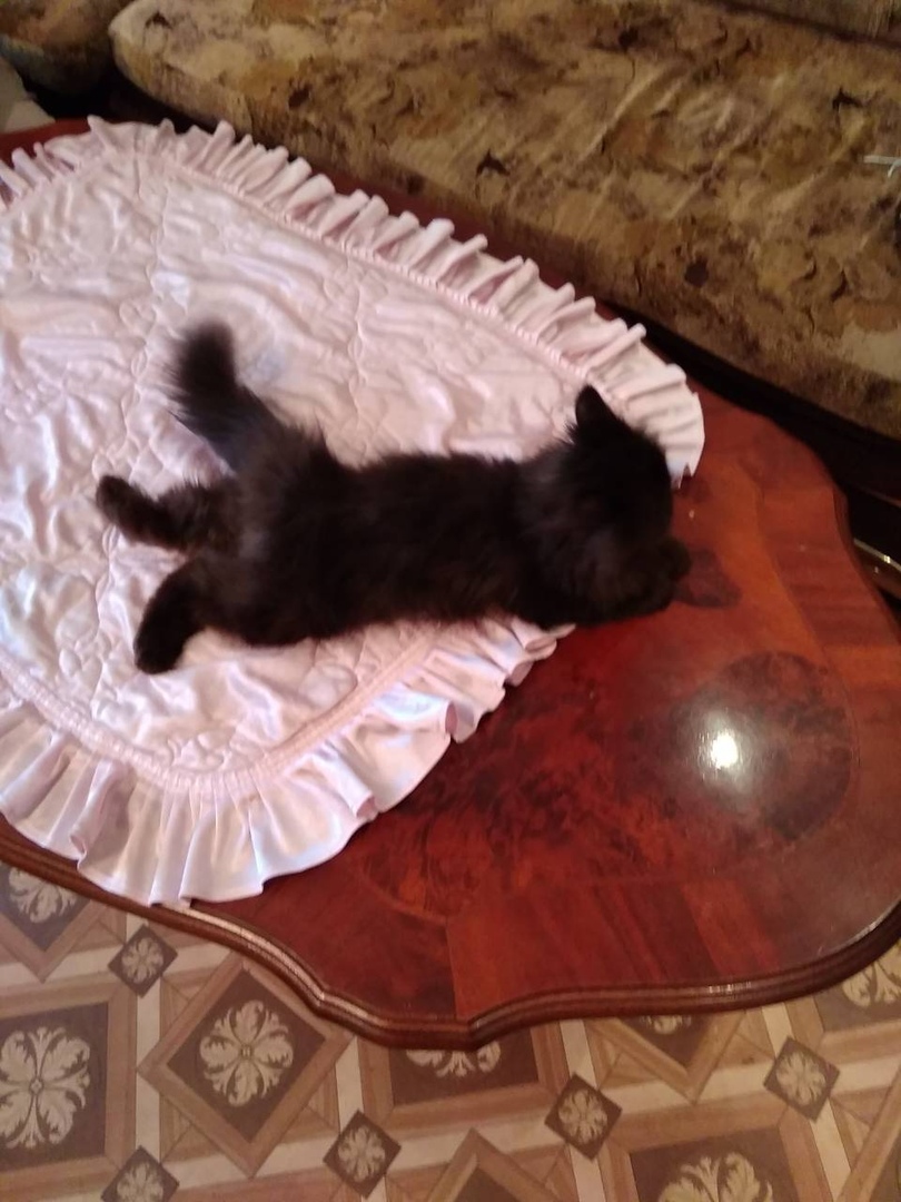 Кошки в нашей жизни. Кошки и все, что с ними связано.