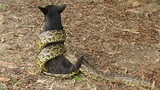 Terrifying! The Farmer Found Giant Python Snake Attacks Dog At The Canal - Giant Anaconda Attack Dog