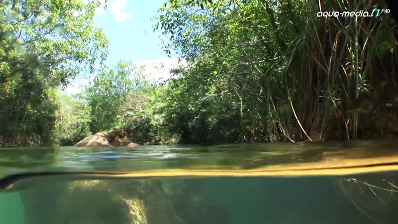BIOTOP - Brycon hilarii, Brasilien