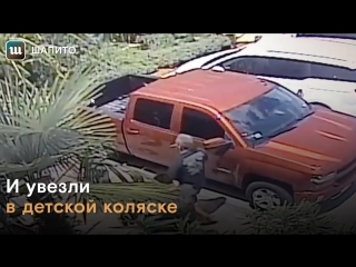 В Техасе украли маленькую акулу. Ее увезли в детской коляске