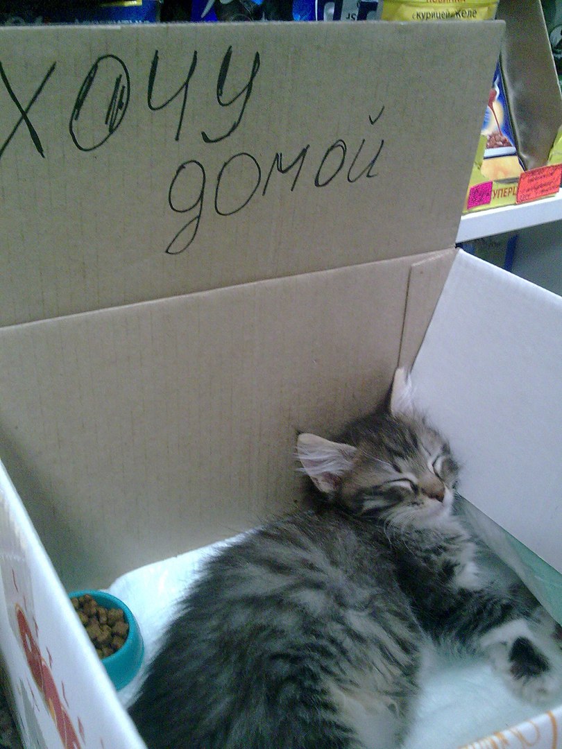 Кошки в нашей жизни. Кошки и все, что с ними связано.