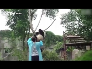 Как снять панду с дерева