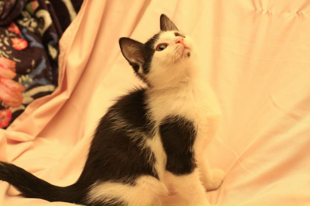 г.Санкт-Петербург, Невский р-н 
Ищет заботливые ручки девоч