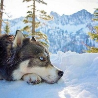 Александр Кириллов