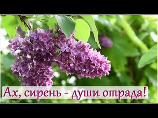 Ах, сирень — души отрада!