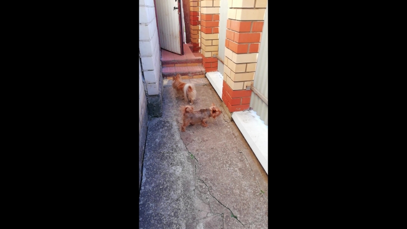 VID_20180621_194228.mp4