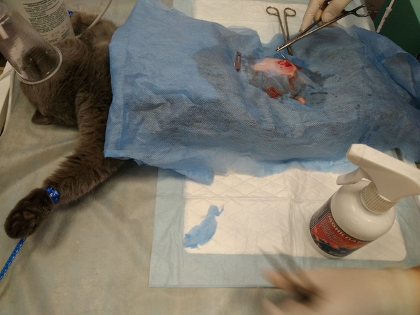 #нужна_финансовая_помощь@vmestepnz_animals #Алиса_ID136
НУЖ