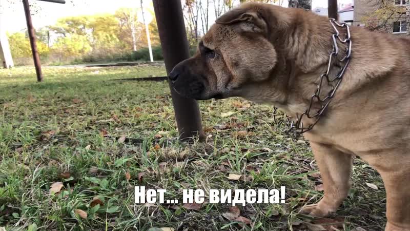 Травинка Нет... не видела!