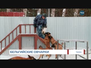 Собачье пополнение