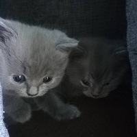 Анна Кукушкина | 