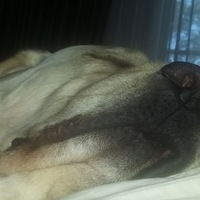 Дмитрий Ломов | Новосибирск