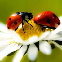 Елена Шикова | 