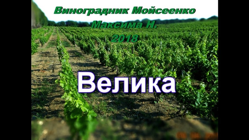 Виноград Велика урожая 2018г.
