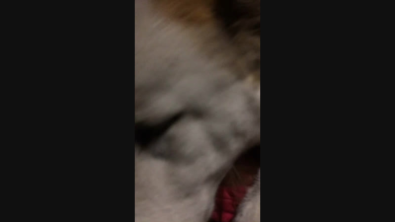 Asman 😍🐶