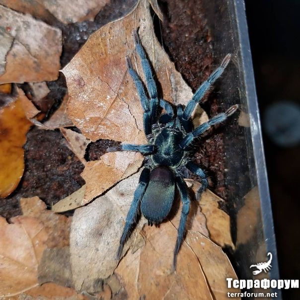 Holothele sp Dominican Republic