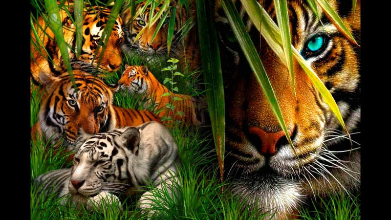 Shere.Khan - Tiger Tribute