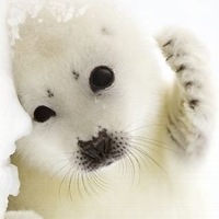 Виктория Цветкова