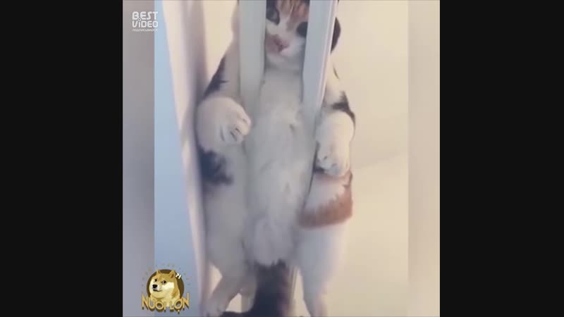 Знатные толстопузы