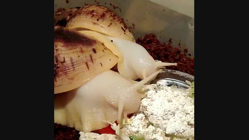 VID_59040301_161038_628.mp4