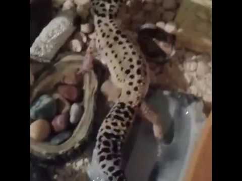 эублефар геккон