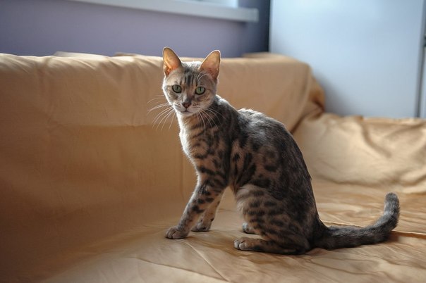 Герда 10 мес. ласковая, разговорчивая, послушная киска с мяг