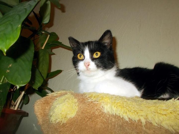 #ищу_дом@vmestepnz_animals
Леся ищет дом

Город: Пенза
П