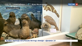 Новости на Россия 24 • На Командорских островах обнаружили целый скелет исчезнувшей стеллеровой коровы