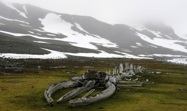 Скелет кита, Антарктида