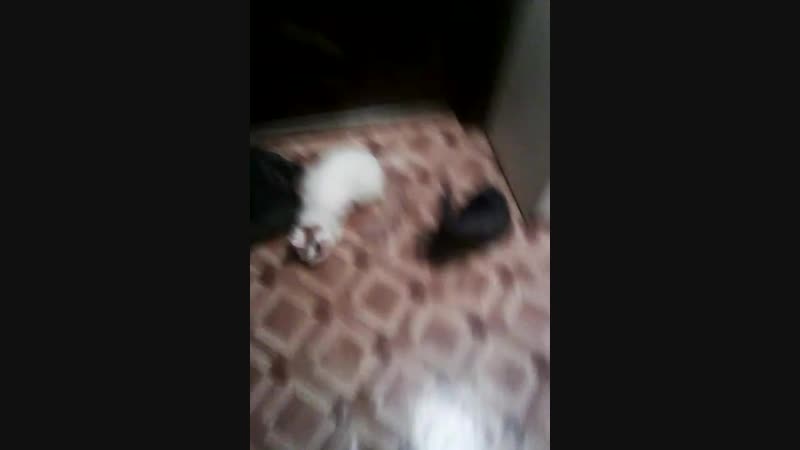 VID_20181118_180740.mp4