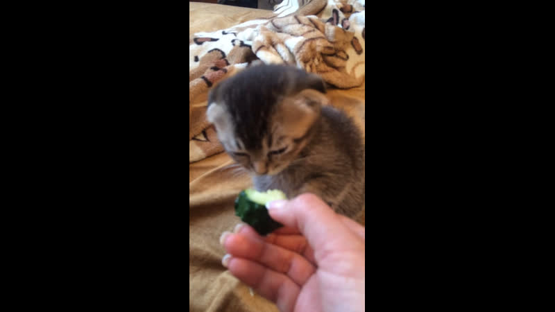 Лекс поедает огурец