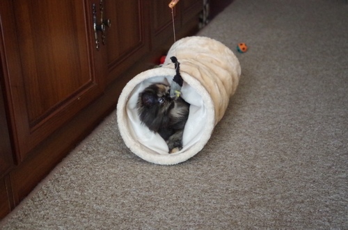 Кошки в нашей жизни. Кошки и все, что с ними связано. Кошки в нашей жизни. Кошки и все, что с ними связано.