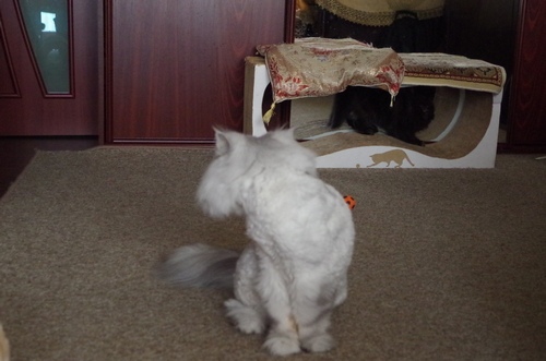 Кошки в нашей жизни. Кошки и все, что с ними связано. Кошки в нашей жизни. Кошки и все, что с ними связано.