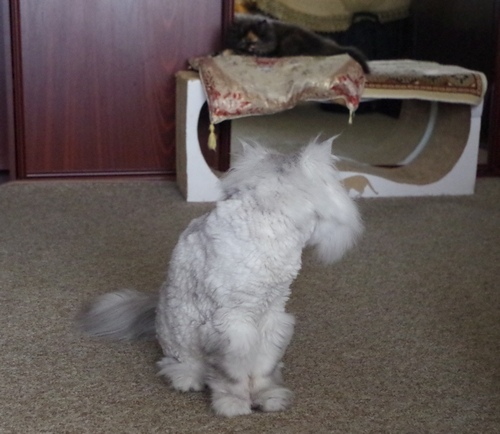 Кошки в нашей жизни. Кошки и все, что с ними связано.