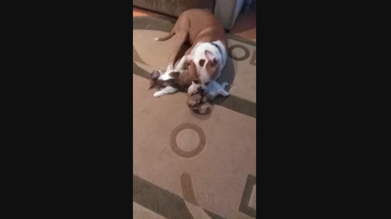 VID_20181230_171115.mp4