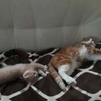 Майя Андрианова