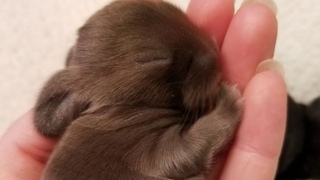 Cute Baby Animals Videos Compilation Cute Moment Of The Animals – Cutest Animals #1