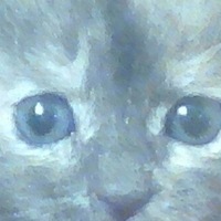 Ксения Шульгина |