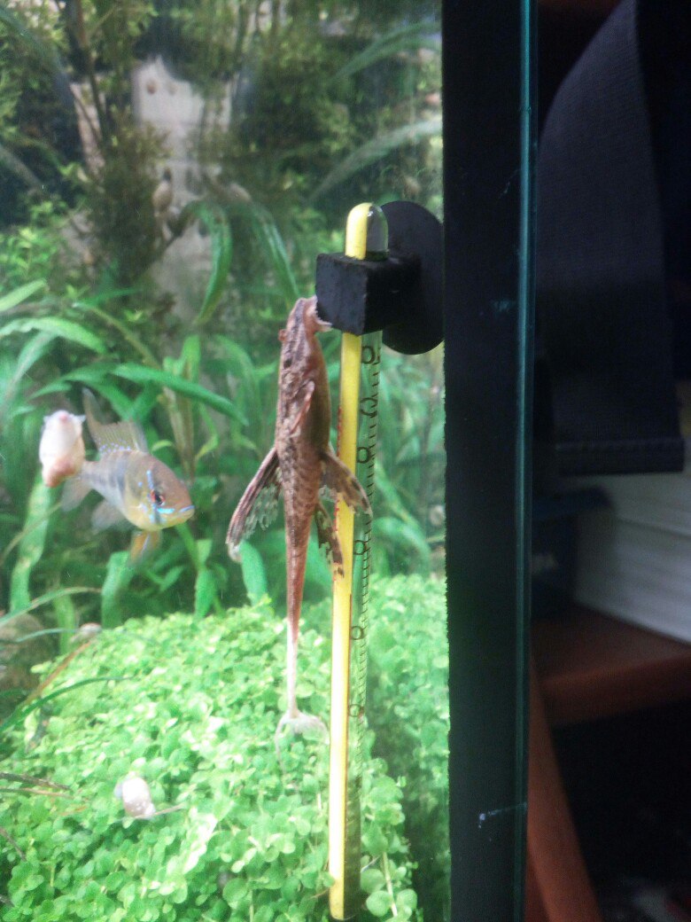 Картинка с форума