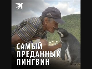 Самый преданный пингвин