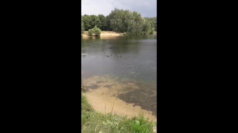 Утки в парке в Москве